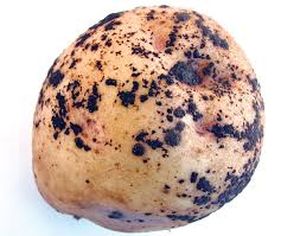 uploads/images/disease/Black scurf of potato_result.jpg